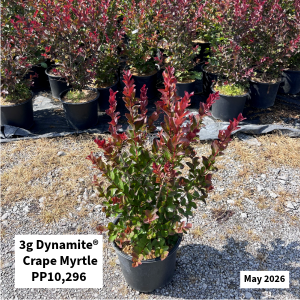 May 2026 3g Dynamite Crape Myrtle Website
